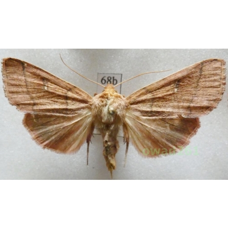 Mythimna turca (Linnaeus, 1761) Czech68b